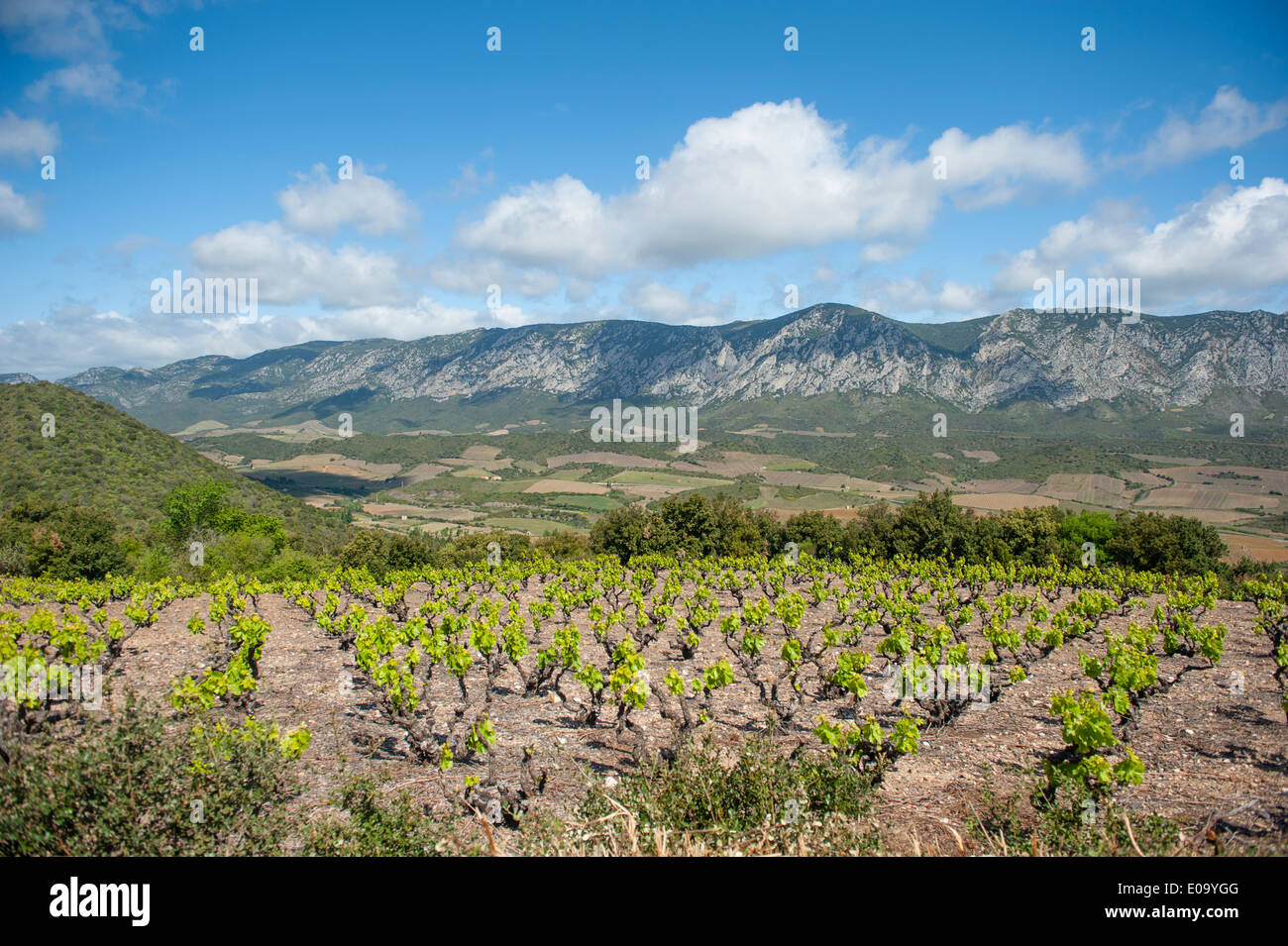 Altes Weingut bei Maury AOC Weinbau Tal in der Fenouillèdes, Languedoc-Roussillon, Frankreich Stockfoto