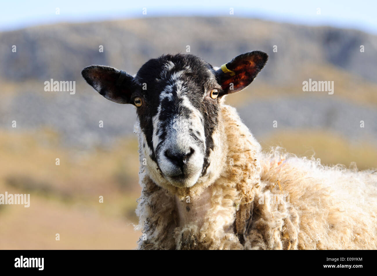 Ein Erwachsener Swaledale Ewe schaut direkt in die Kamera, Clapham, Yorkshire Dales National Park, North Yorkshire. Februar. Stockfoto