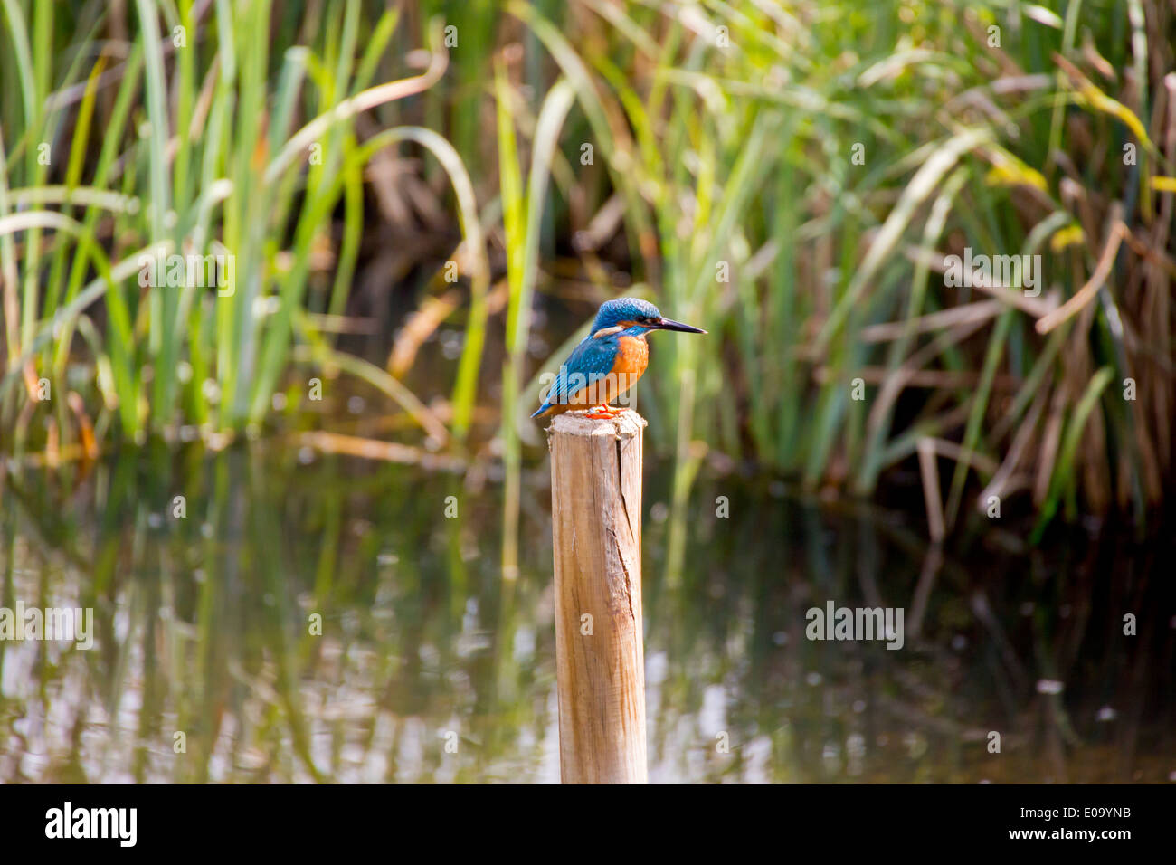 Eisvogel sitzt auf einen Beitrag in einem Teich Stockfoto