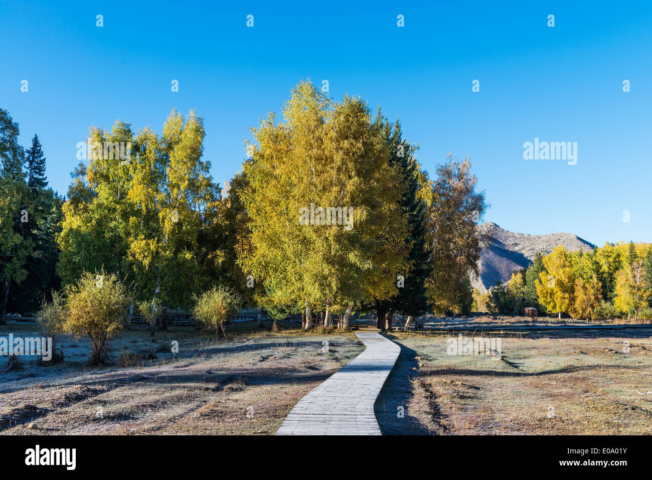 Weißer Herbst Birken mit Herbstlaub im Hintergrund Stockfoto