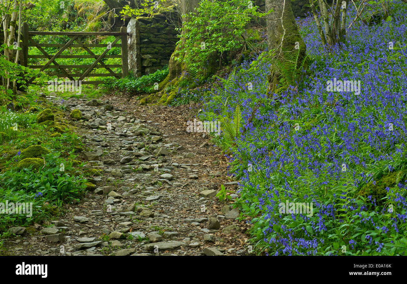 Dorothy Farrers Frühholz, in der Nähe von Staveley, Nationalpark Lake District, Cumbria, England UK Stockfoto