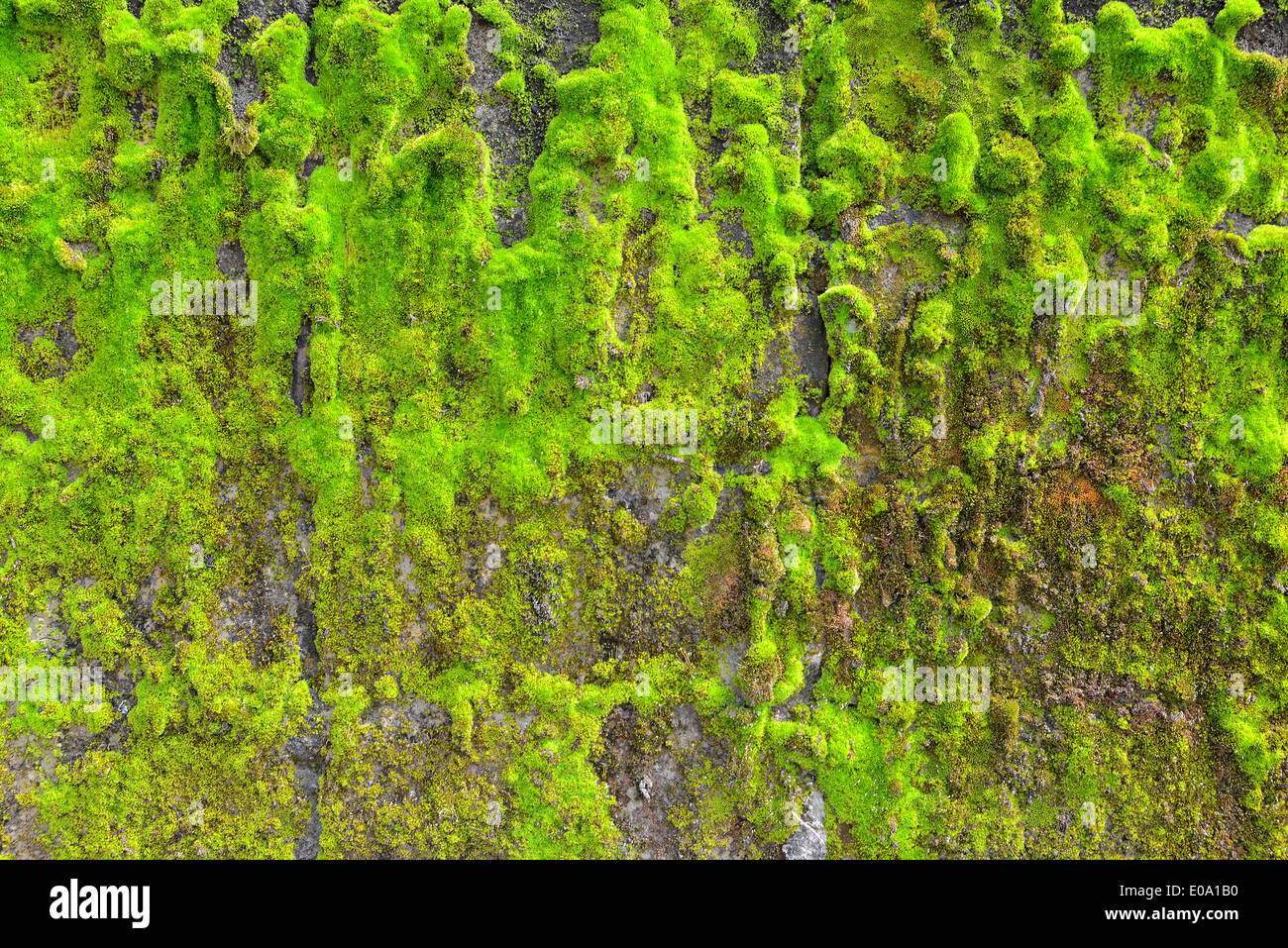 grünes Moos auf der Wand Textur Hintergrund Stockfoto