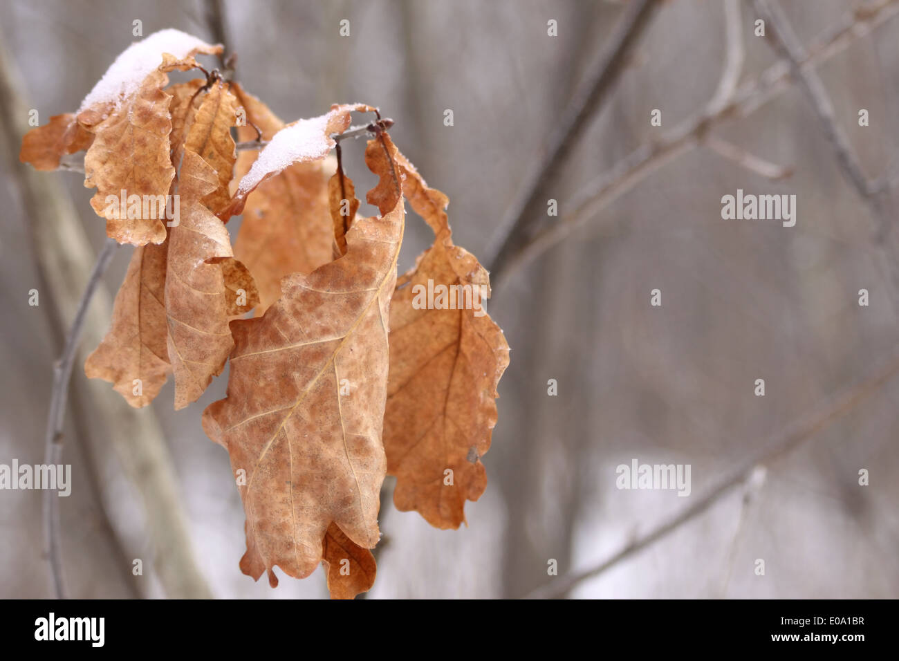 Toten Eiche Blättern bedeckt mit Schnee hängen immer noch auf dem Baum mit Textfreiraum Stockfoto