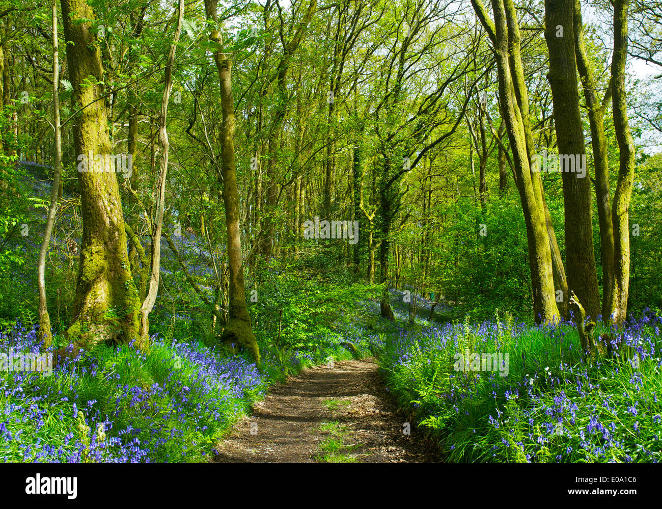 Dorothy Farrers Frühholz, in der Nähe von Staveley, Nationalpark Lake District, Cumbria, England UK Stockfoto