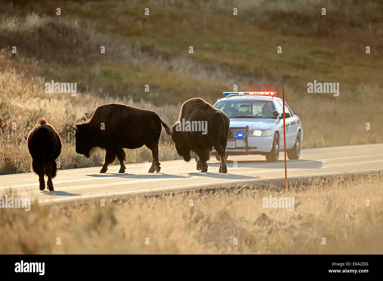 Amerikanische Bisons oder amerikanische Büffel (Bison Bison) stehend auf einer Straße vor einem Park-Ranger-Auto, Yellowstone-Nationalpark Stockfoto