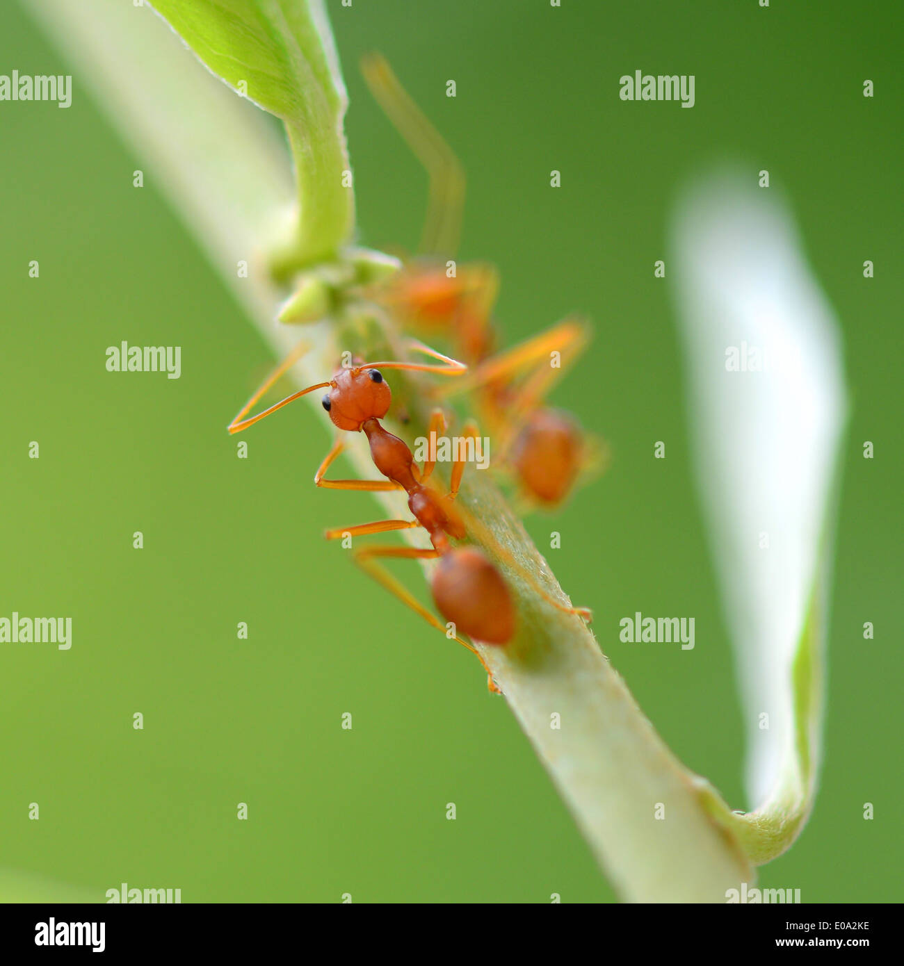 Rote ameise Fotos und Bildmaterial in hoher Auflösung Alamy