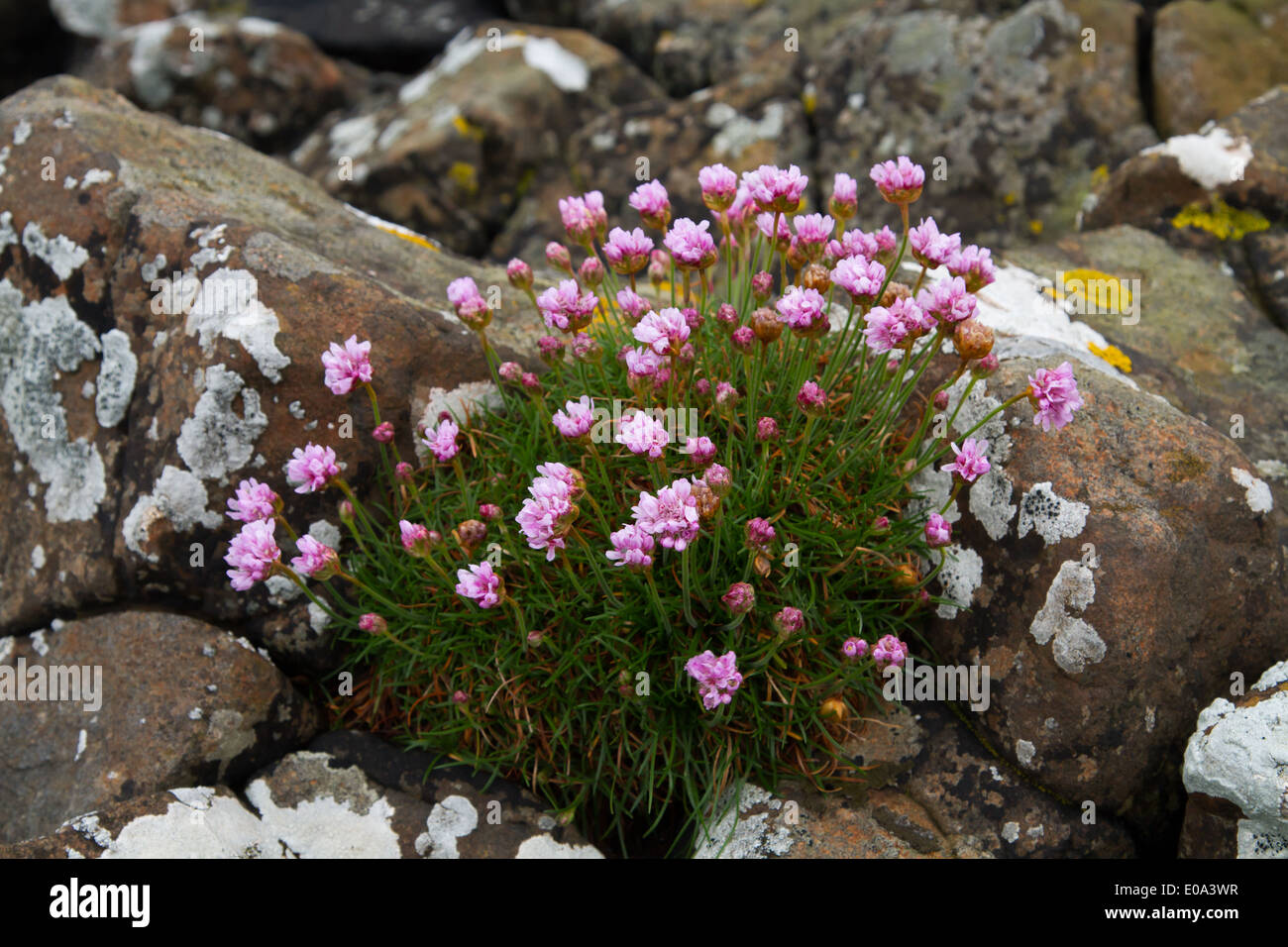 Sparsamkeit (Armeria Maritima) Blumen auf Flechten bedeckten Felsen Stockfoto
