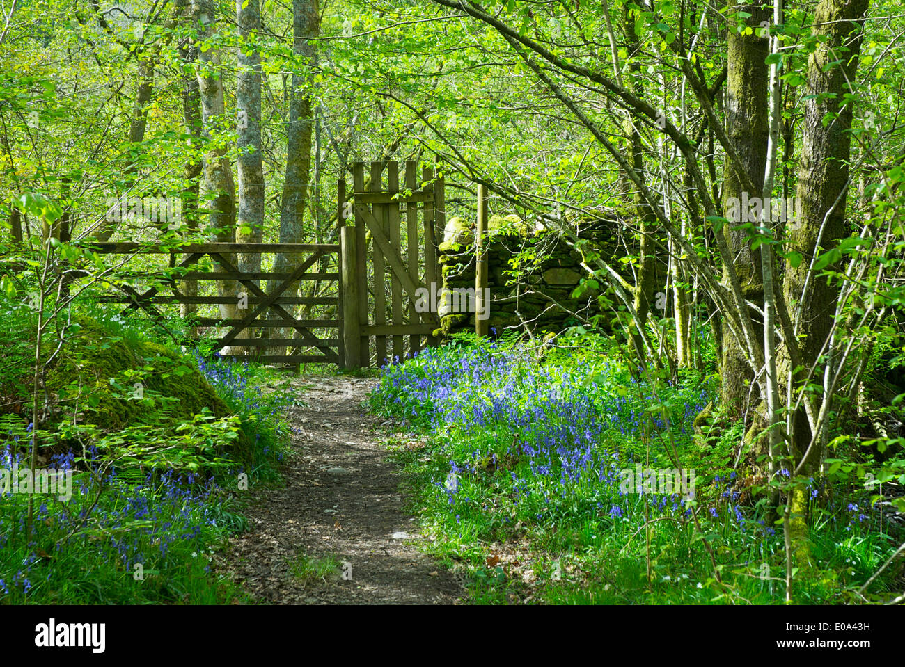 Dorothy Farrers Frühholz, in der Nähe von Staveley, Nationalpark Lake District, Cumbria, England UK Stockfoto