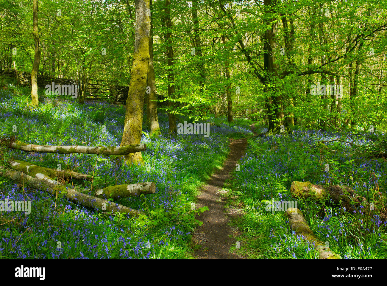 Dorothy Farrers Frühholz, in der Nähe von Staveley, Nationalpark Lake District, Cumbria, England UK Stockfoto