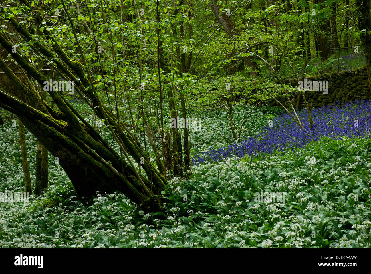Dorothy Farrers Frühholz, in der Nähe von Staveley, Nationalpark Lake District, Cumbria, England UK Stockfoto