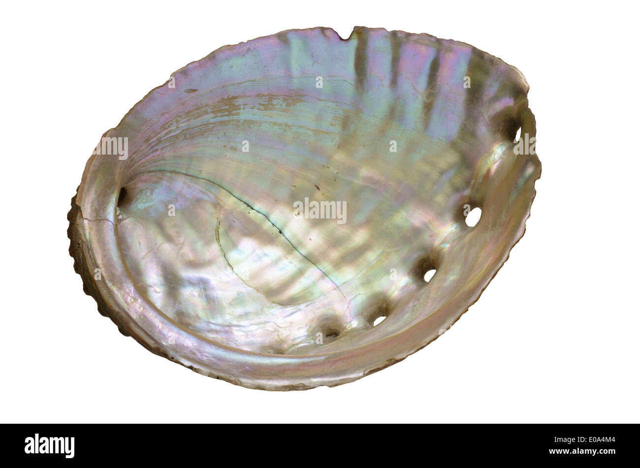 Abalone-Muschel pearly innen isoliert auf weiß Stockfoto