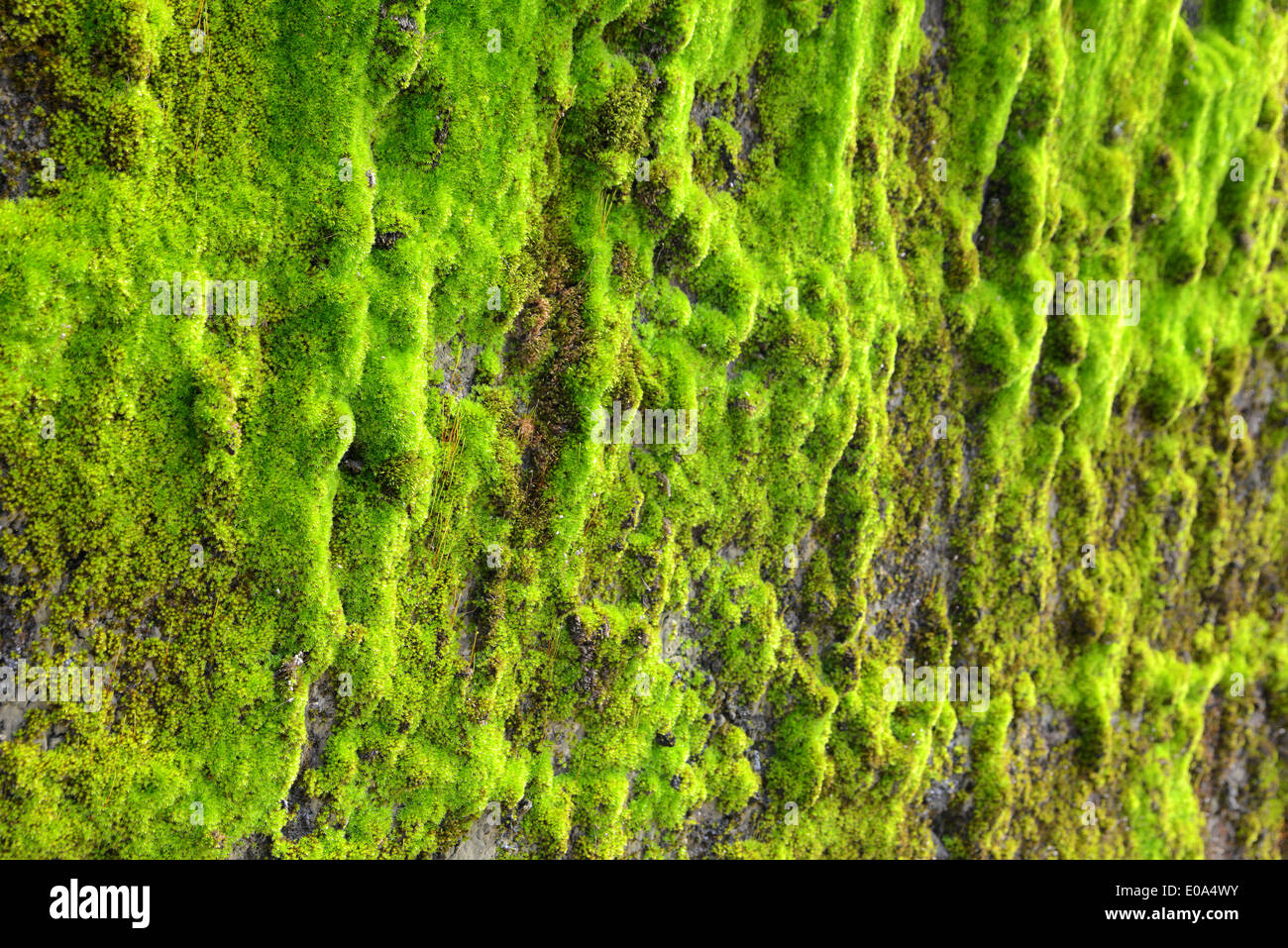 grünes Moos auf der Wand Textur Hintergrund Stockfoto