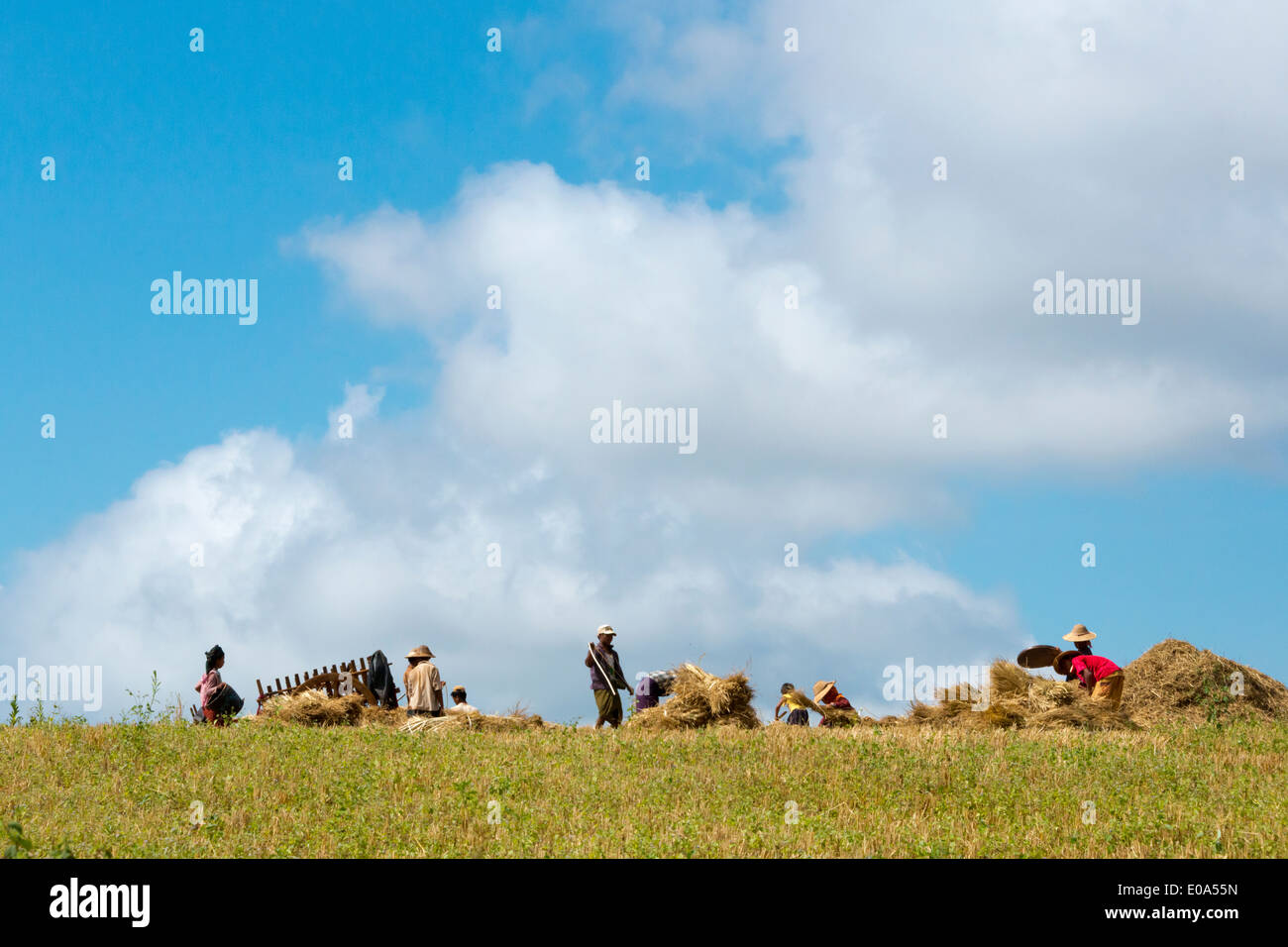 Bauern ernten Reis, Shan State in Myanmar Stockfoto