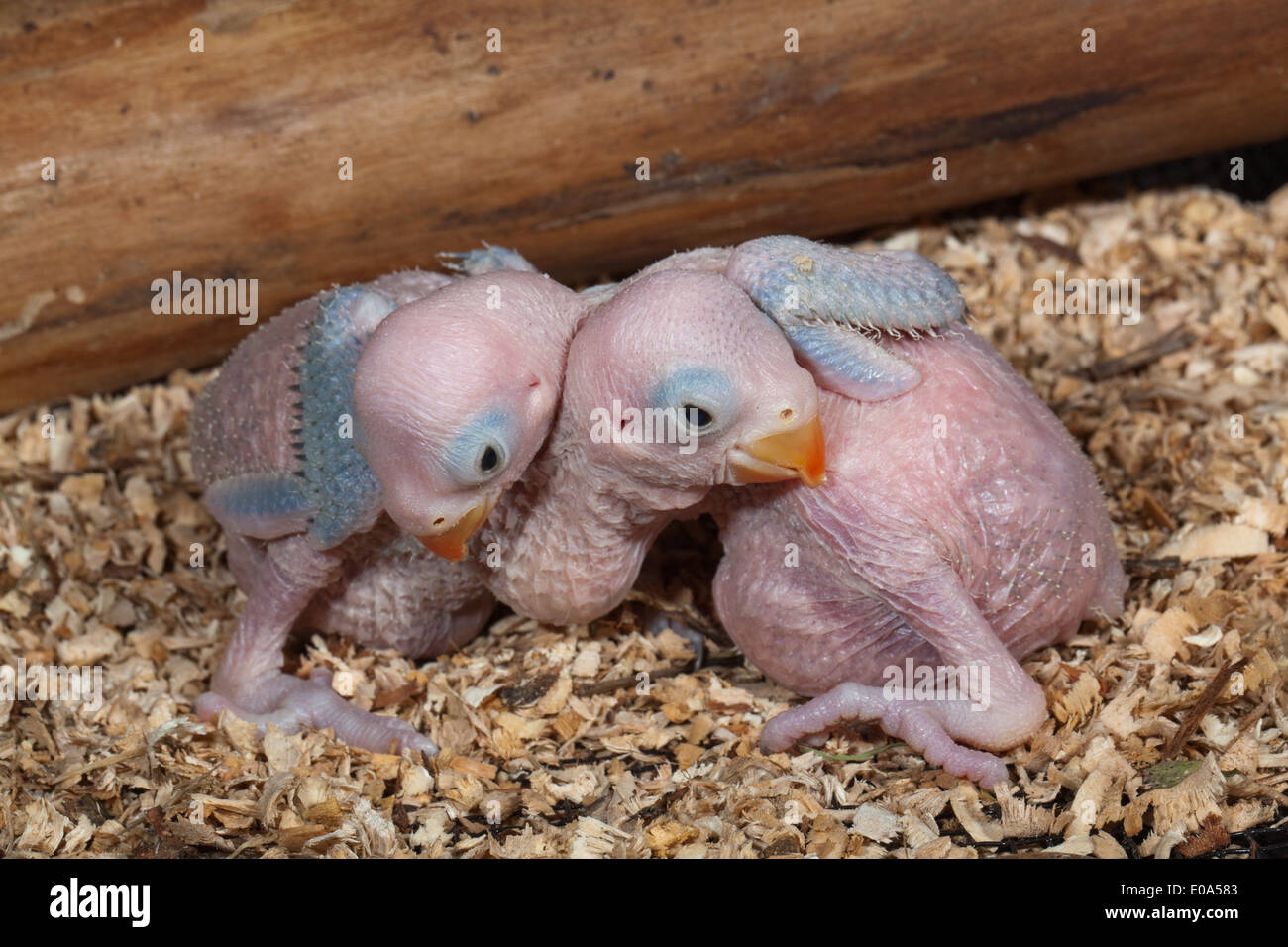 Roseberingt oder Ringnecked Sittiche (geflohen waren). Geschwister