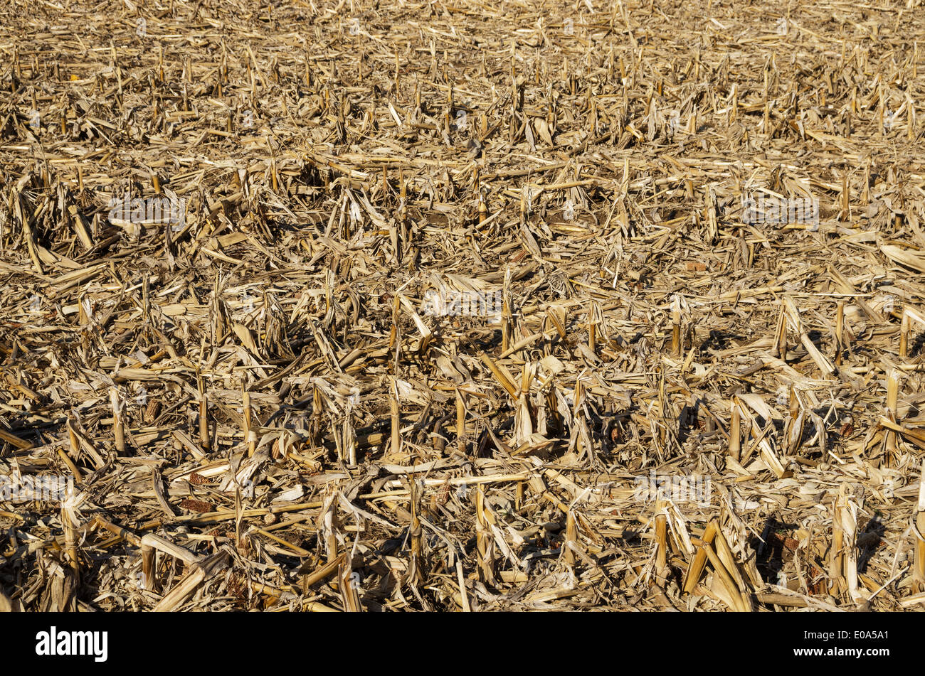 Mais-Feld nach der Ernte mit Stover verlässt die gebrochene Halme und Maiskolben Stockfoto