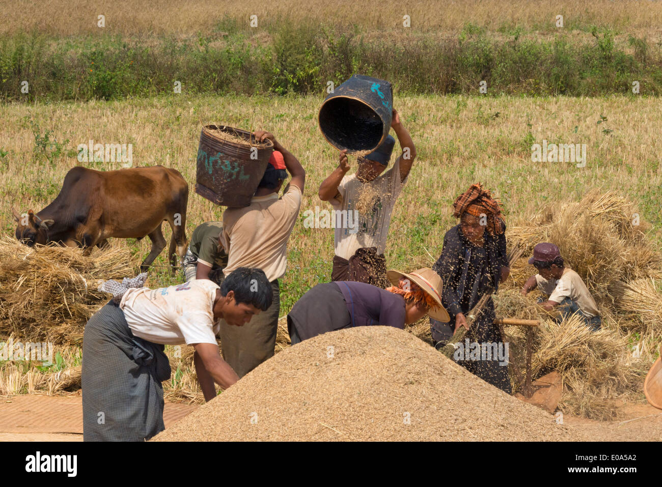 Worfeln Reis, Shan State in Myanmar Stockfoto