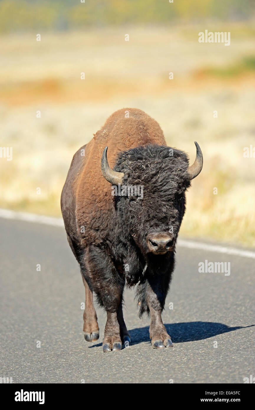 Amerikanischer Bison oder American Buffalo (Bison Bison), Männlich, stehend auf einer Straße, Yellowstone-Nationalpark, Wyoming, USA Stockfoto