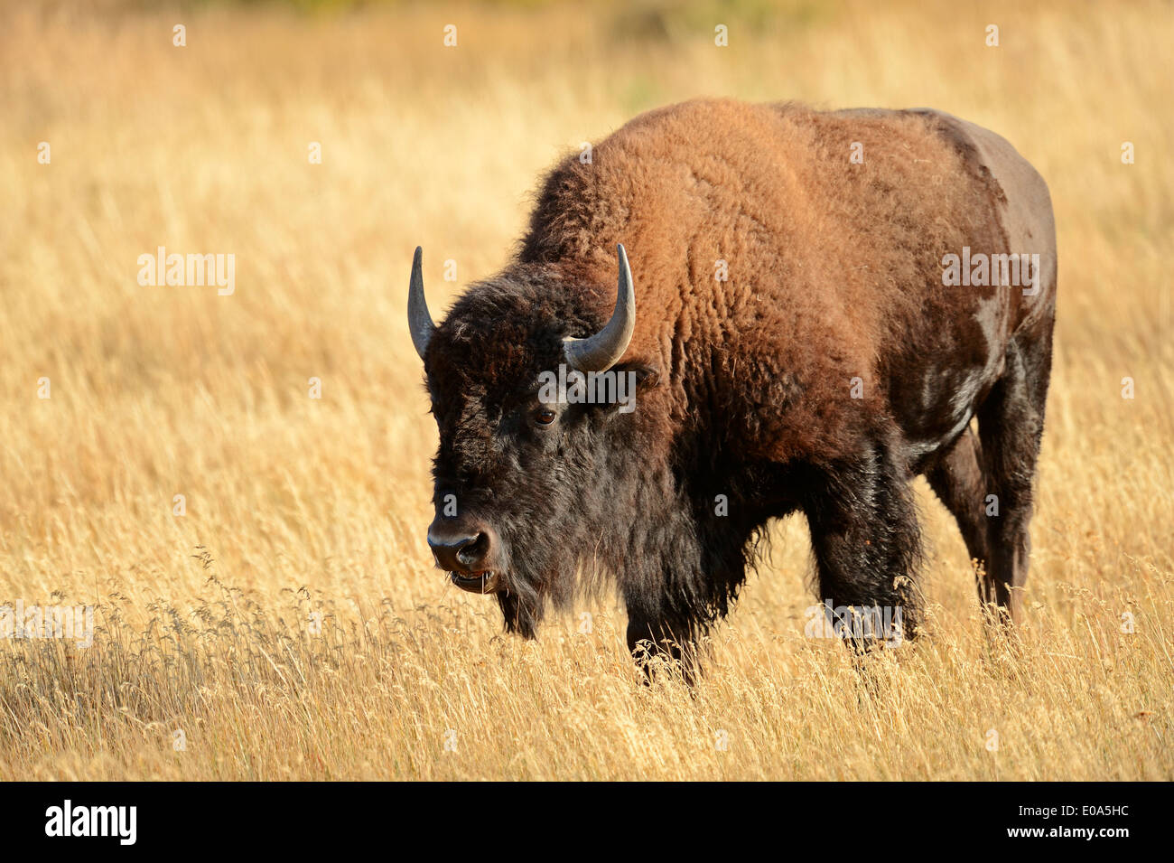 Amerikanischer Bison oder American Buffalo (Bison Bison), Yellowstone-Nationalpark, Wyoming, USA Stockfoto