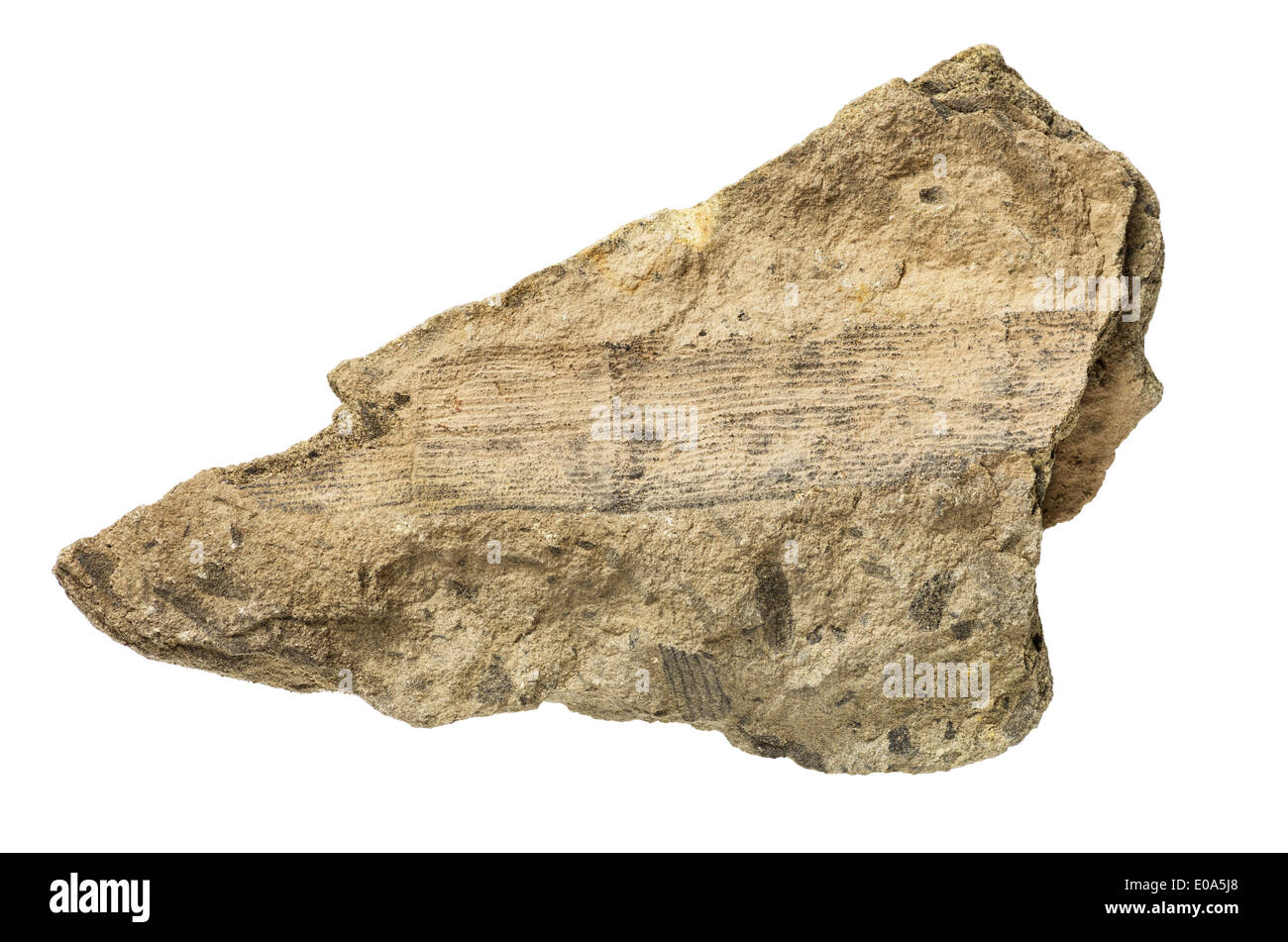 Schachtelhalm Pflanze fossilen isoliert auf weißem Hintergrund Stockfoto