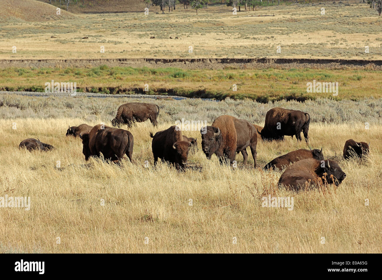 Amerikanische Bisons oder amerikanische Büffel (Bison Bison), Yellowstone-Nationalpark, Wyoming, USA Stockfoto