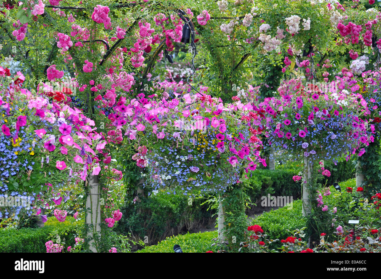 Bunte Petunien Pflanzer im Sommergarten Stockfoto