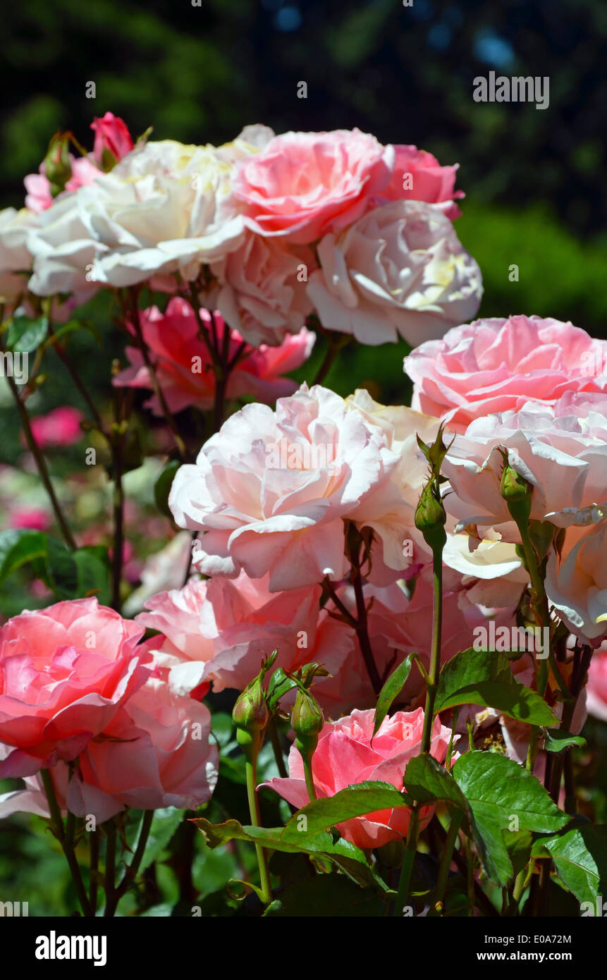 Rosa rose Garten im Frühjahr Stockfoto
