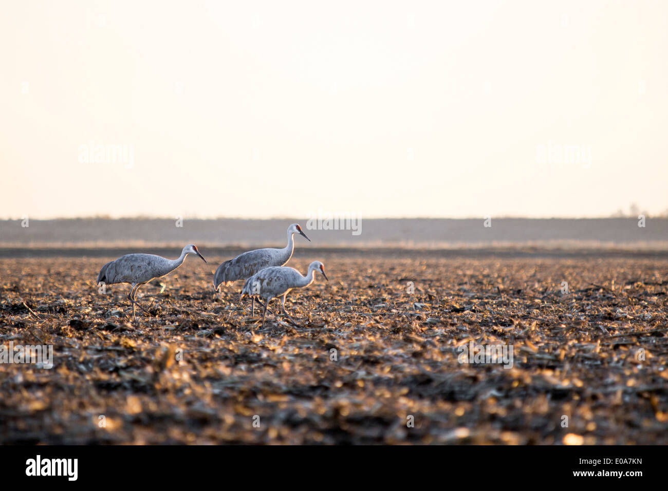Grus Canadensis, Sandhill Kran, Lodi, Kalifornien, USA Stockfoto