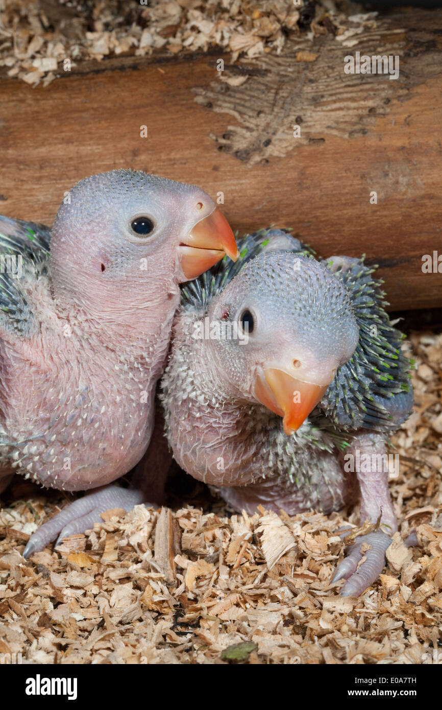 Rose-beringt oder Ring-necked Sittiche (geflohen waren). Einundzwanzig Tage alten Küken. Voliere Vögel. Stockfoto