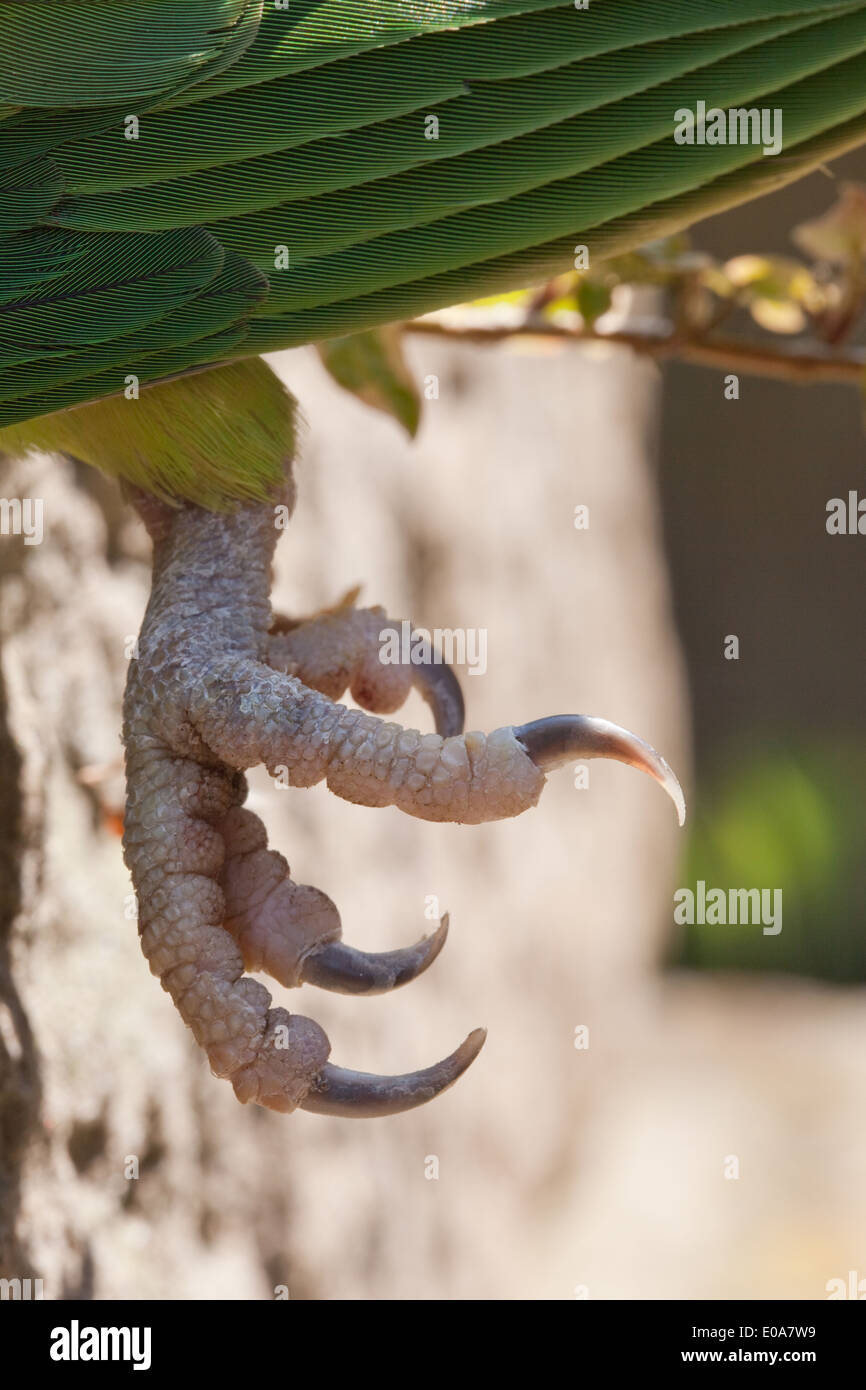 Rose-beringt oder Ring-necked Parakeet (geflohen waren). Nahaufnahme eines linken Fußes, zwei zentrale zwei Zehen nach vorne zwei nach hinten. Stockfoto