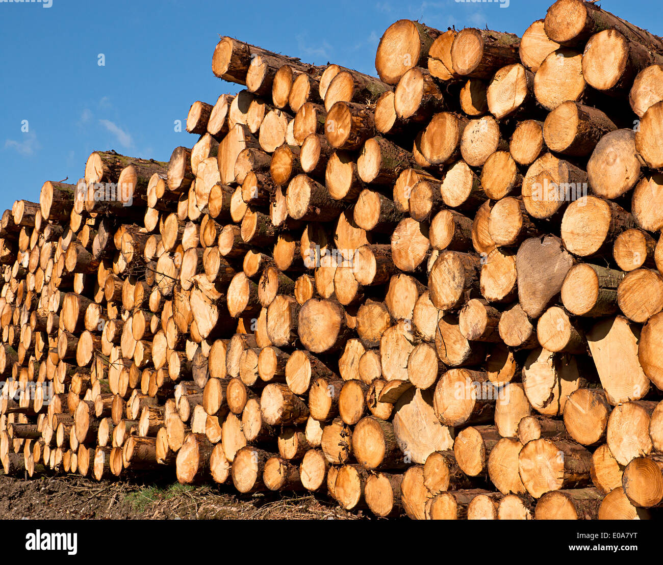 Holzstapel von frisch geschnittenem Holz warten auf Verteilung nach Gewürz für die Forstwirtschaft Stockfoto