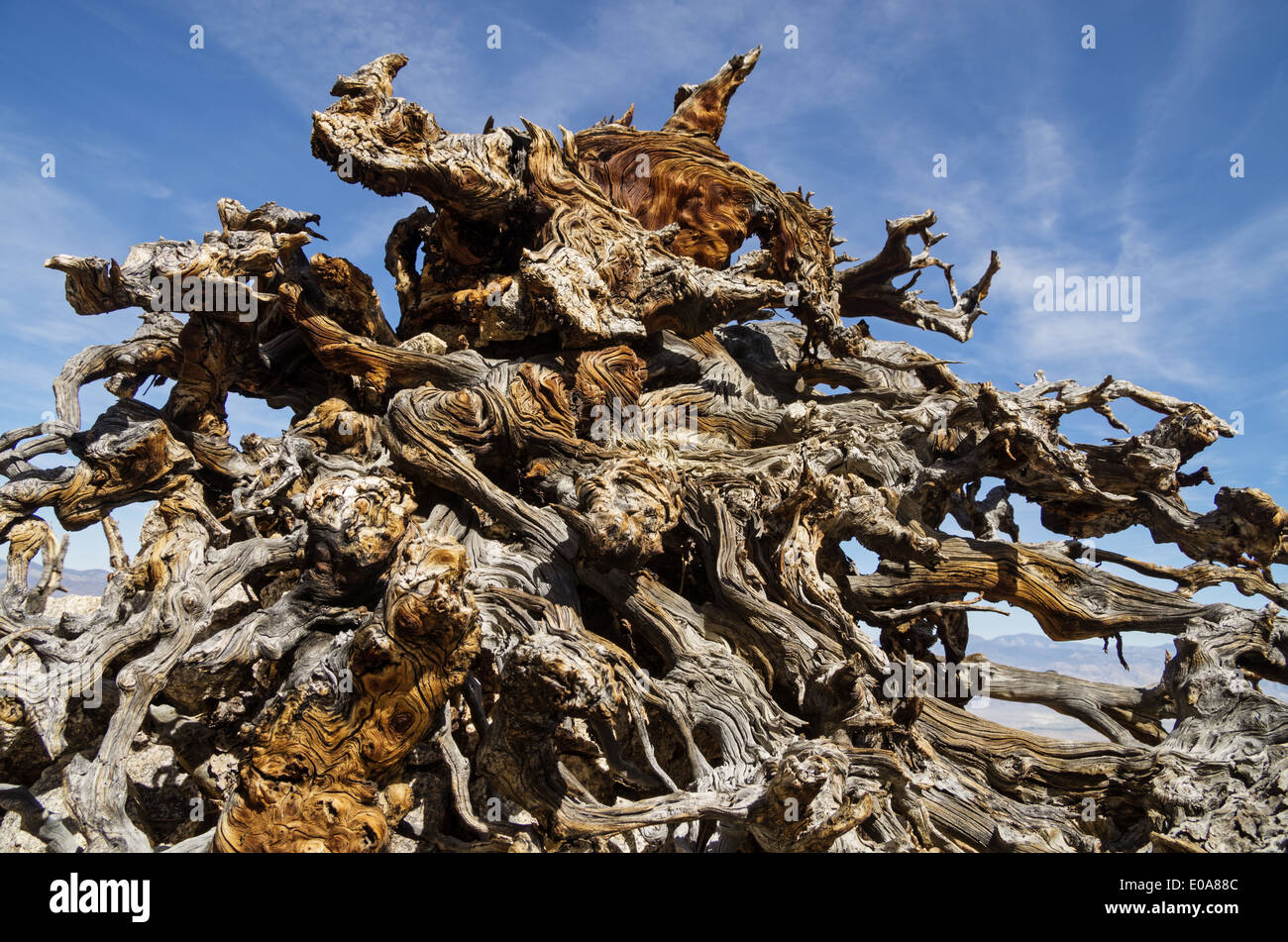 exponierten und verwitterten Kiefer Baum Wurzelsystem mit verdrehten Zweigen Stockfoto