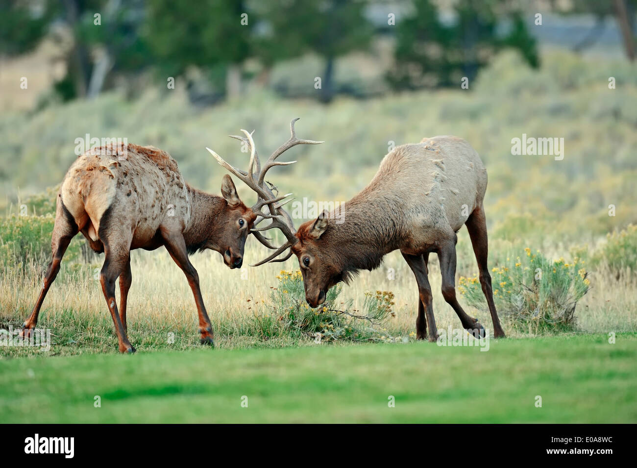 Wapiti oder Elche (Cervus Canadensis, Cervus Elaphus Canadensis), Männchen kämpfen in Furche, Yellowstone-Nationalpark, Wyoming, USA Stockfoto