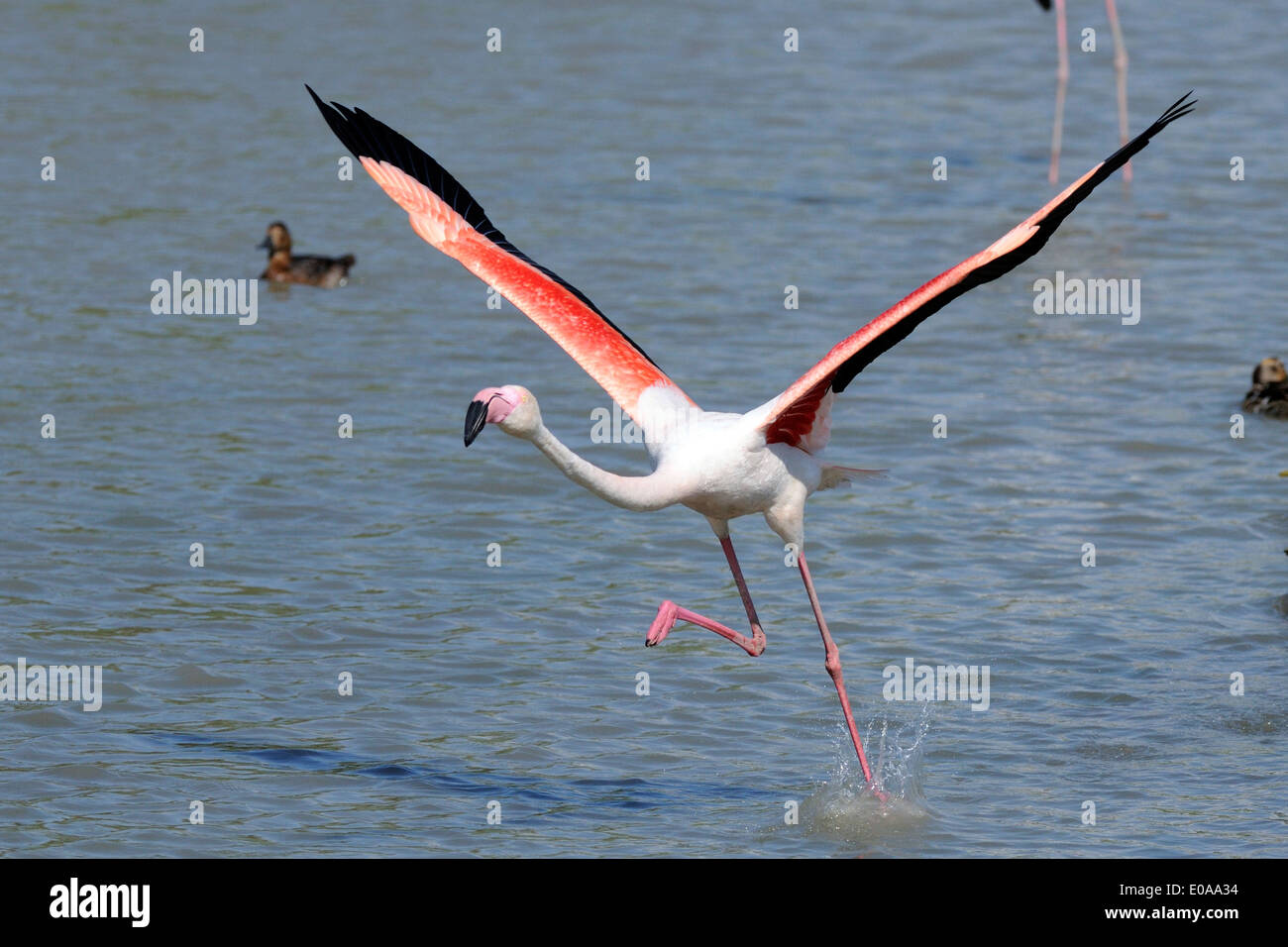 Rosaflamingo Landung im Pont de Gau Naturschutzgebiet Camargue Stockfoto