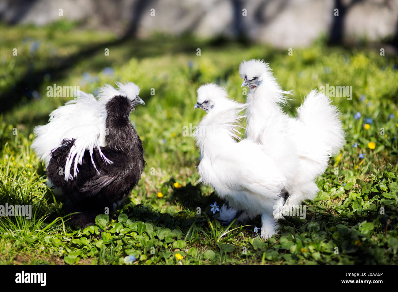 Weiße gegen schwarze Huhn ring Stockfoto