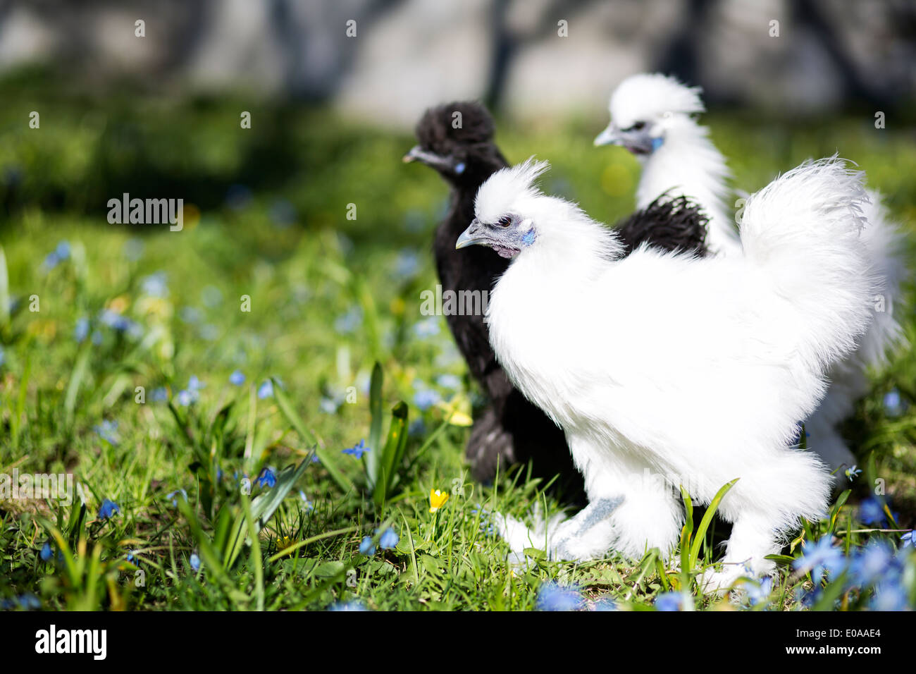 Schwarz / weiß Silkie Henne erwartet Aktion Stockfoto