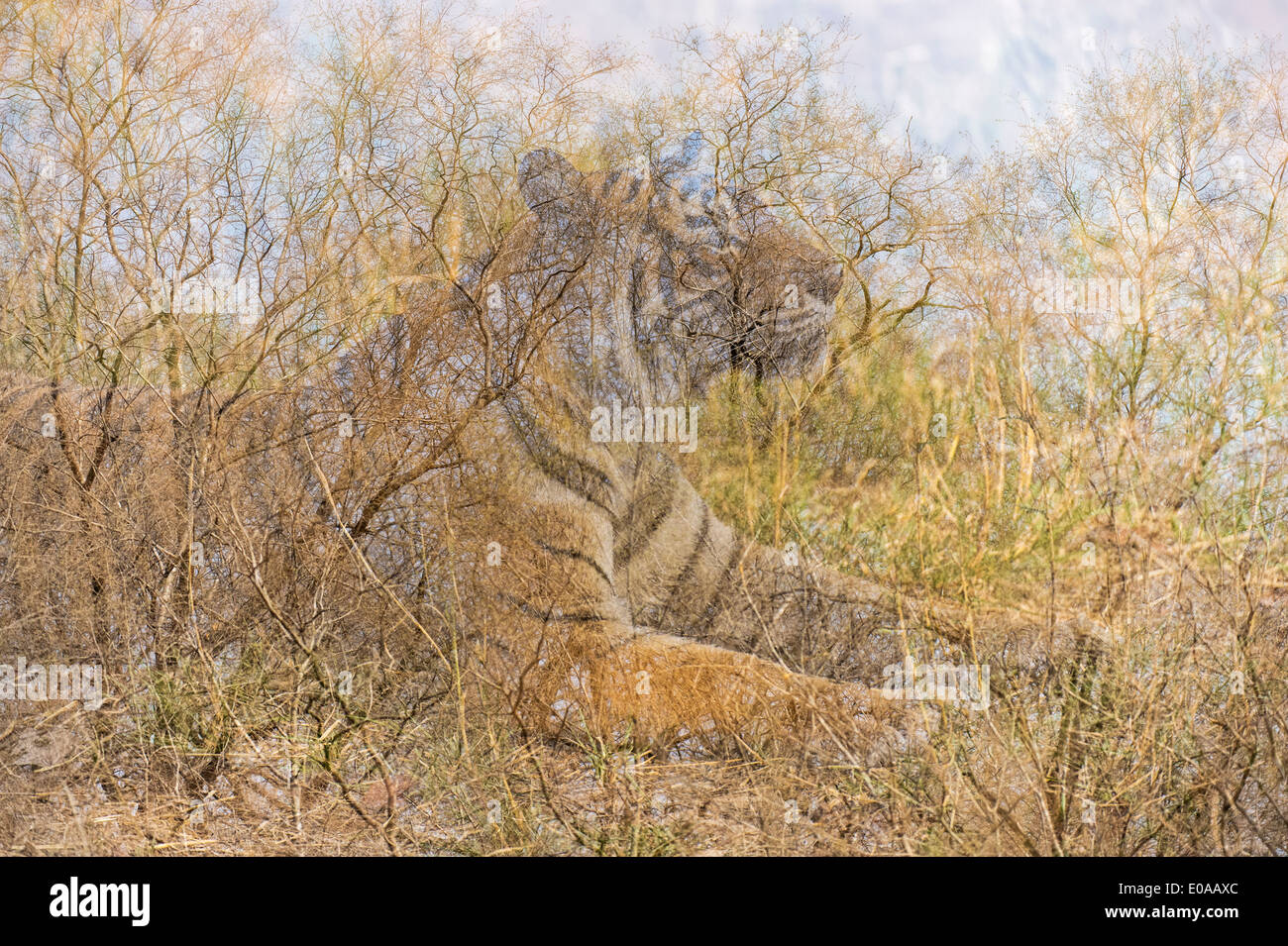 Tiger in Ranthambhore Tiger reserve - Mehrfachbelichtung Lebensraum und tiger Stockfoto