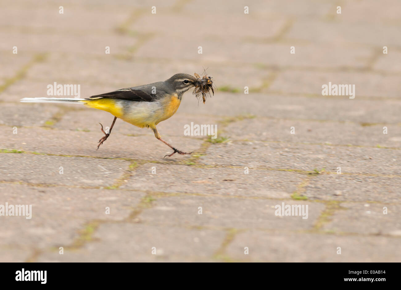 Graue Bachstelze (Motacilla Cinerea) fangen Insekten um die jungen Küken füttern Stockfoto