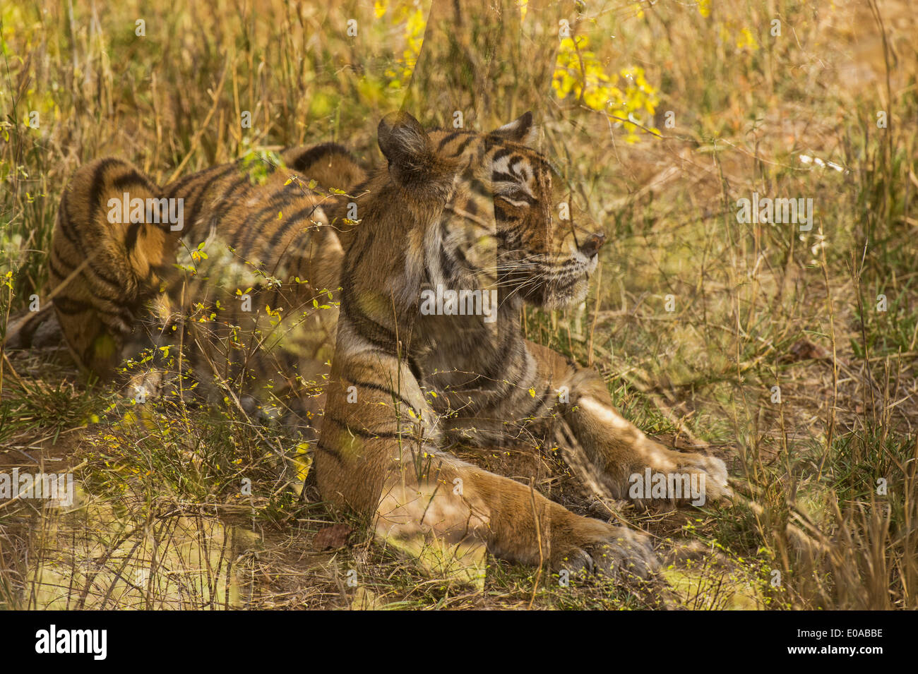 Tiger in Ranthambhore Tiger reserve - Mehrfachbelichtung Lebensraum und tiger Stockfoto