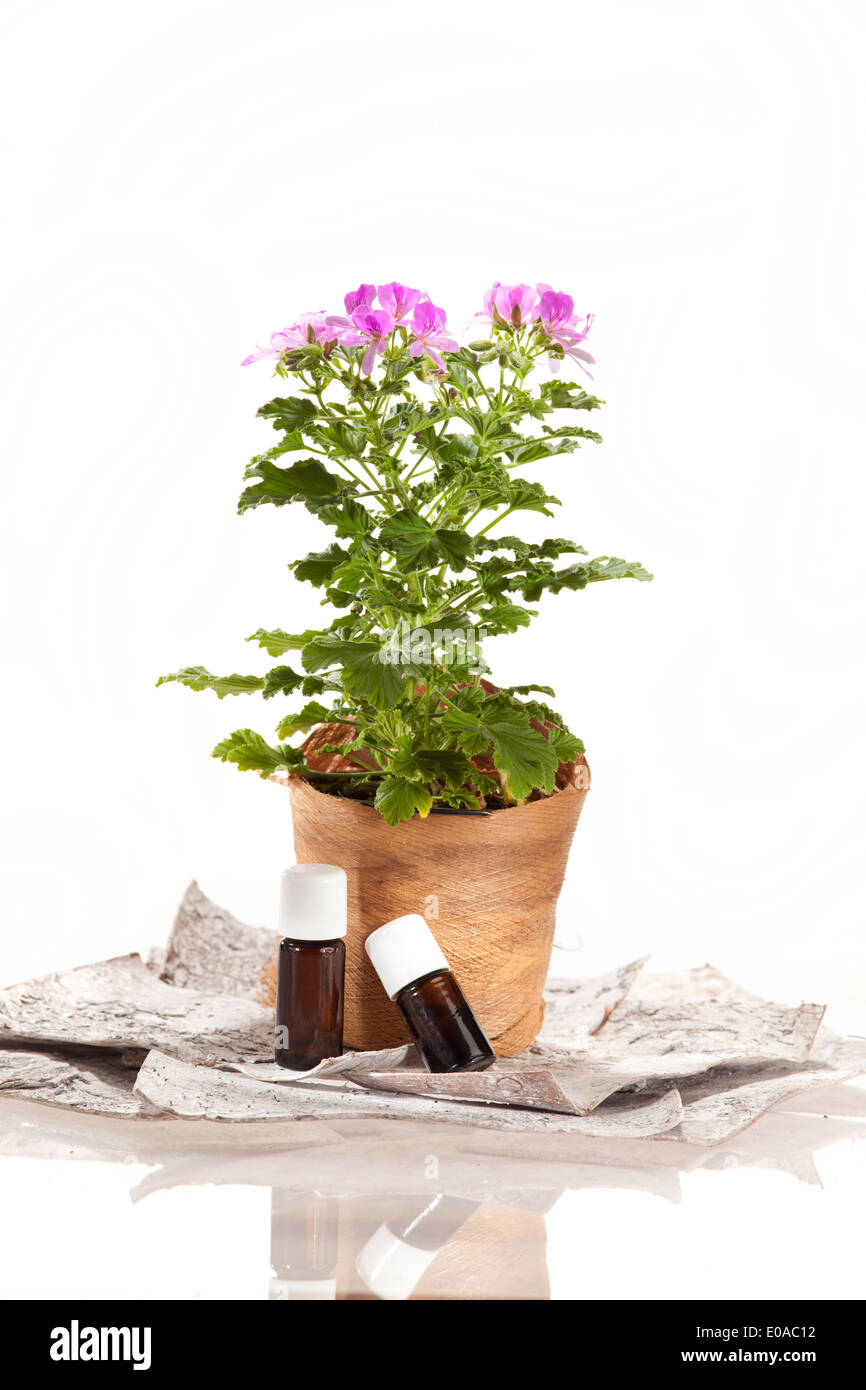 Ätherisches Öl Rose Geranium Stockfoto