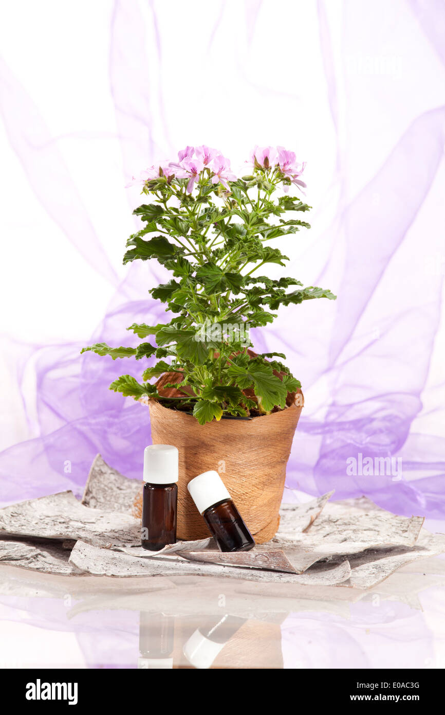 Ätherisches Öl Rose Geranium Stockfoto