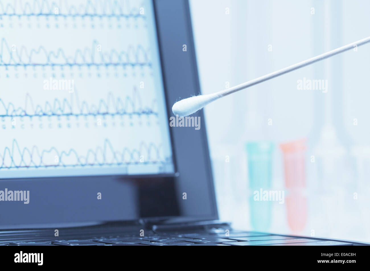 Wattestäbchen mit Speichel vor einem Laptopbildschirm, der Ergebnisse der automatischen DNA-Sequenzierung Stockfoto