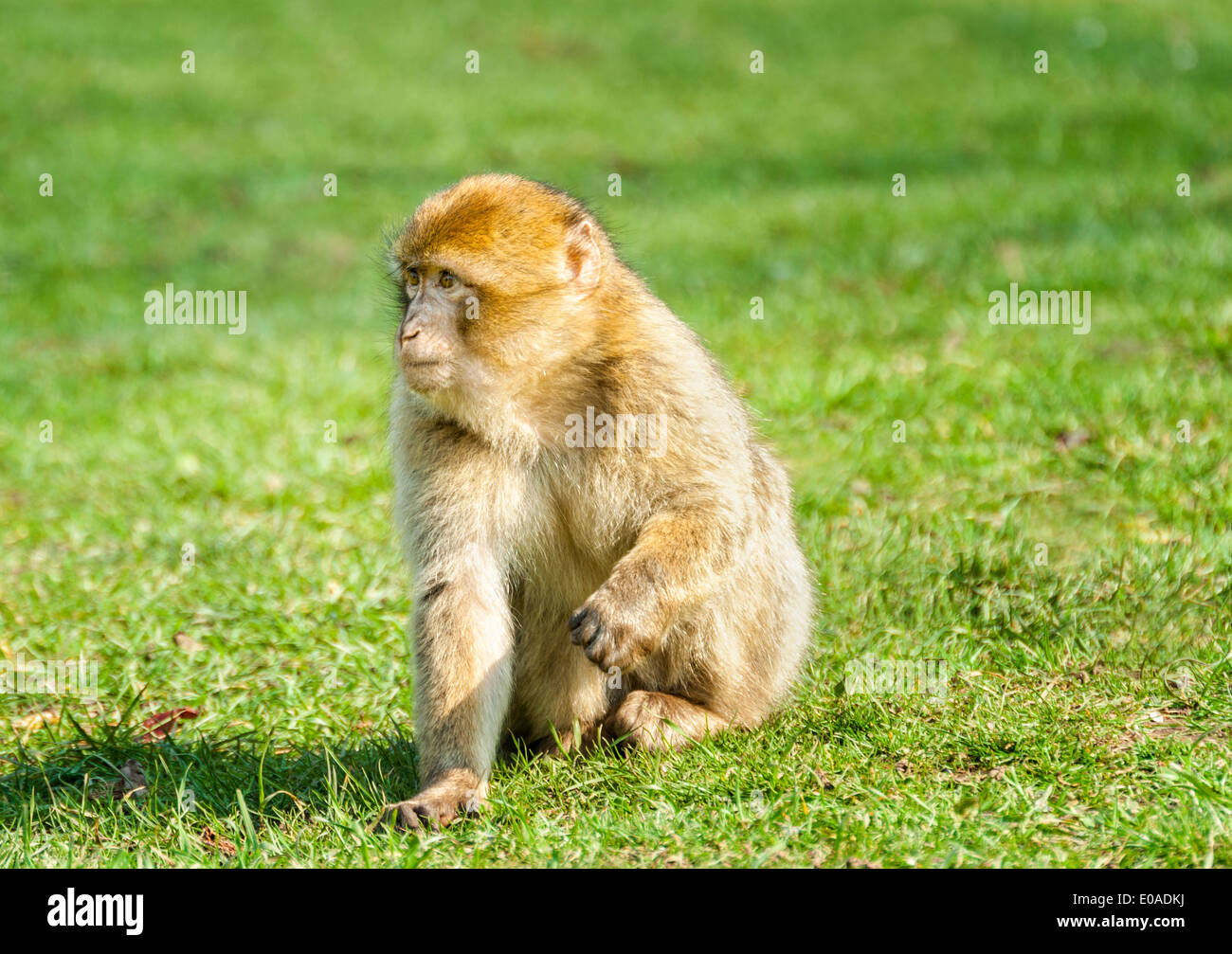 Berberaffe (Macaca Sylvanus). Monkey Forest Zoo Trentham, Stoke On Trent, Staffordshire, England, Stockfoto