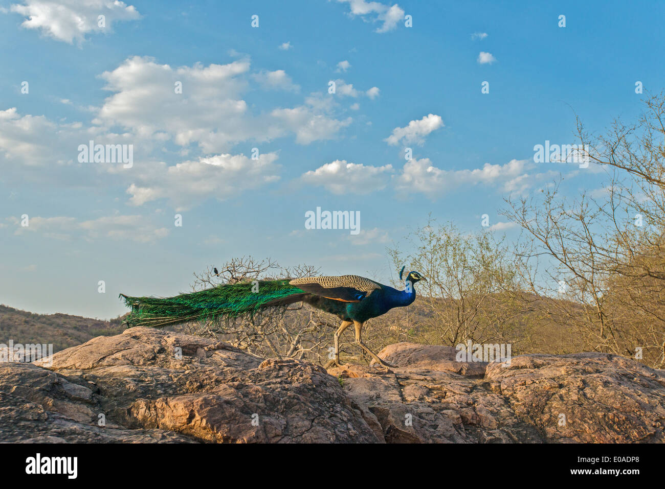 Indischen Pfauen oder Pavo Cristatus in den Dschungeln des Ranthambhore National park Stockfoto