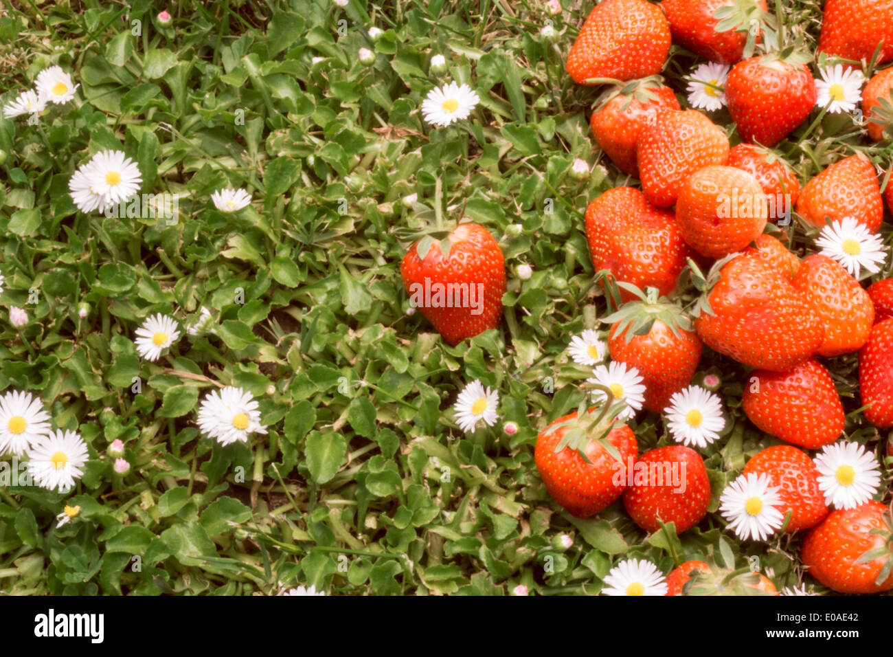 Erdbeeren verstreut auf dem Rasen mit einigen Gänseblümchen. Stockfoto
