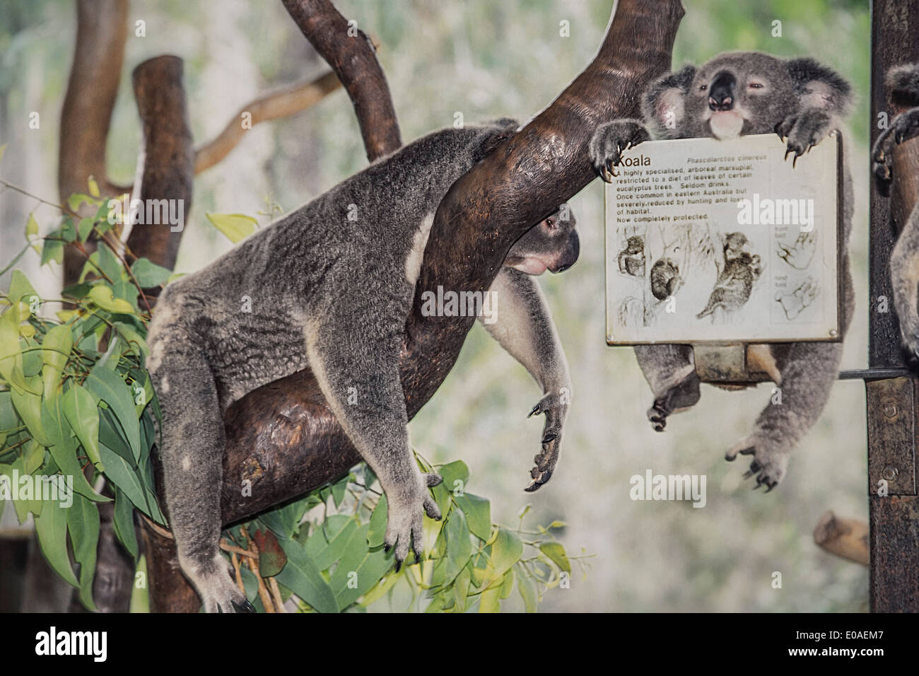 Australien, Qeensland, Magnetic Island, Koala-Baby und Mutter im Heiligtum, Stockfoto