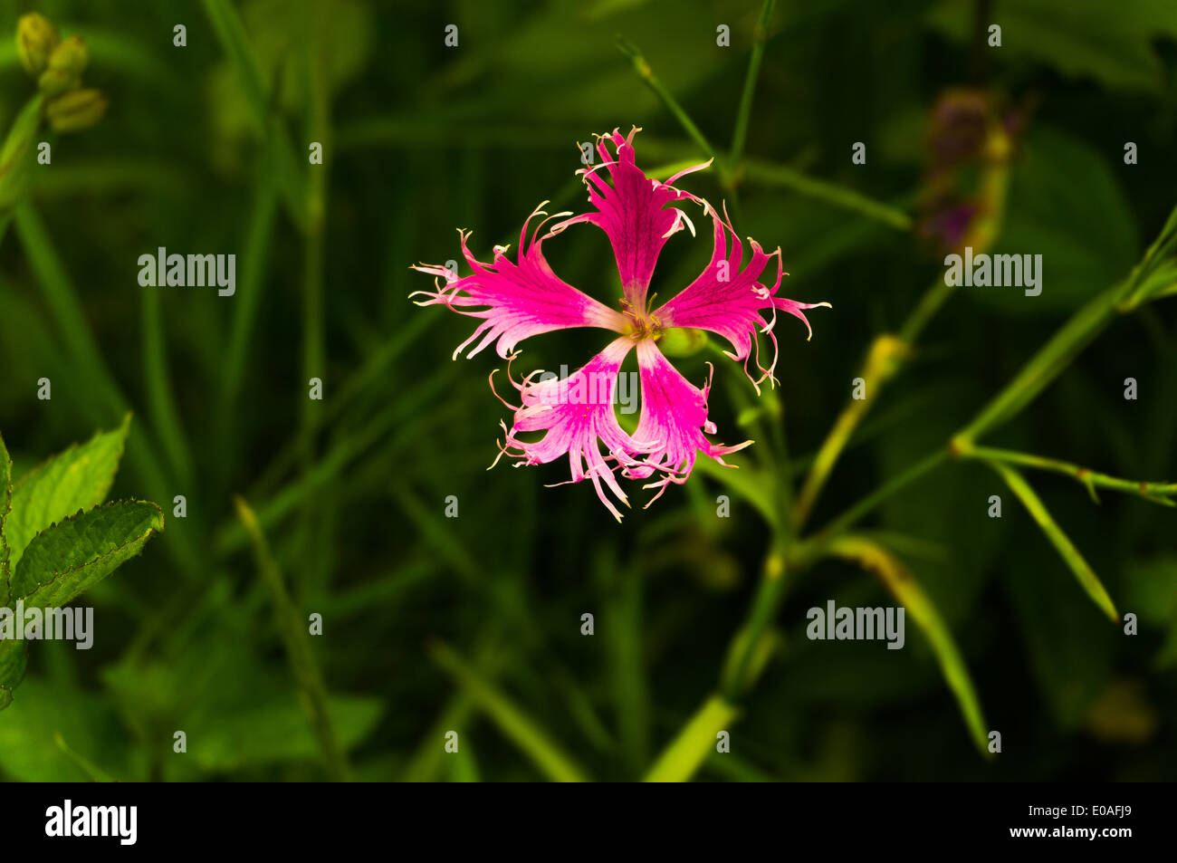 eine seltene Blume in einem grünen Hintergrund Stockfoto