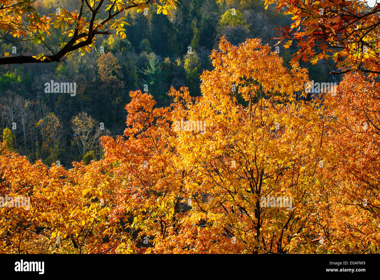 Herbstlaub und Aussicht, Patapso River Valley State Park, Maryland. Stockfoto