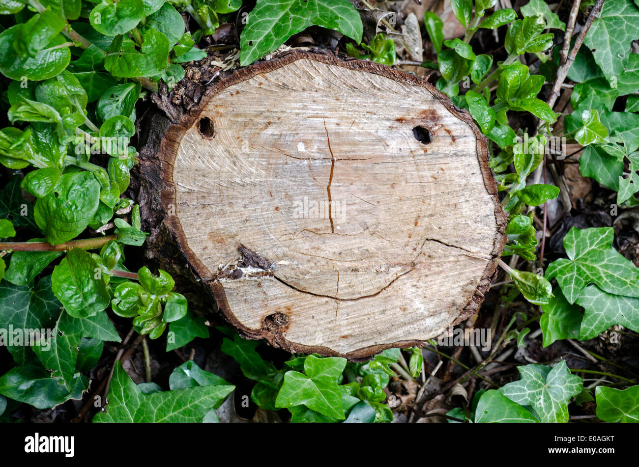 Ein Lächeln auf den Lippen glückliches Gesicht in einem ausgeschnittenen Baumstamm gefunden. Stockfoto