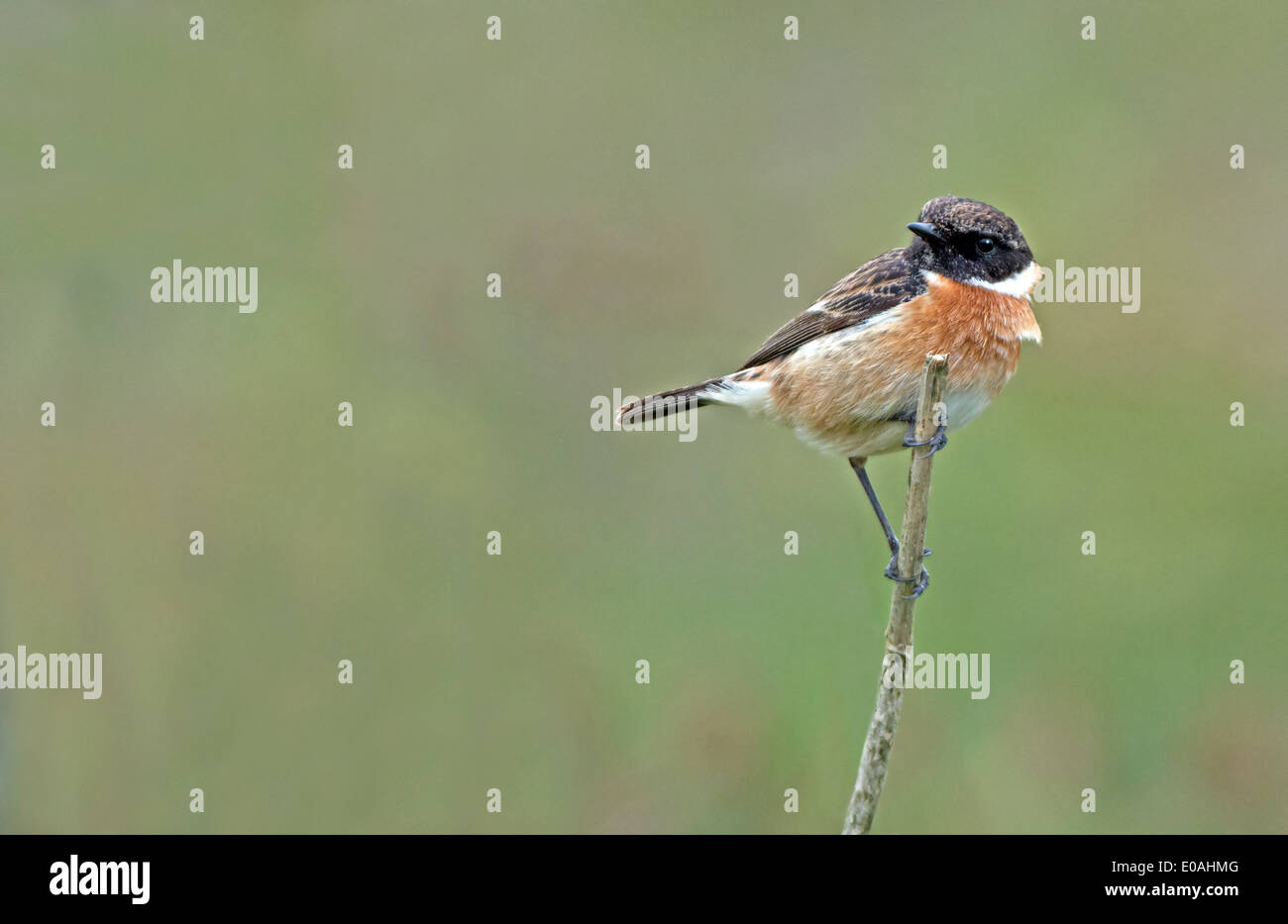 Männliche Schwarzkehlchen Saxicola Torquata. Frühling. UK Stockfoto