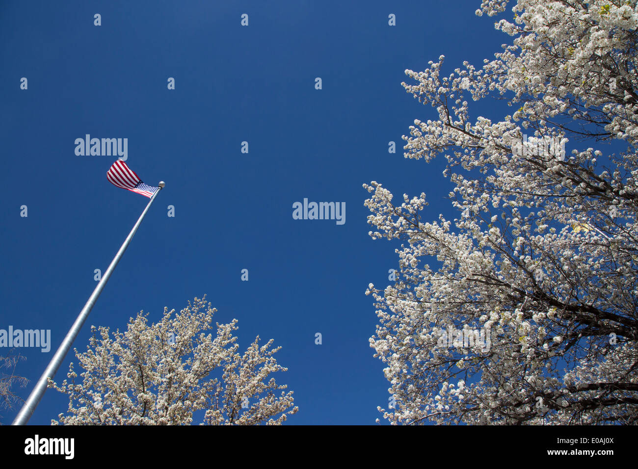 Amerikanische Flagge, die auf einem Fahnenmast fliegt, und der Frühling blüht Stockfoto